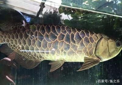 龍魚長什么樣子啊：如何辨別龍魚的品種，龍魚的生活習性探究