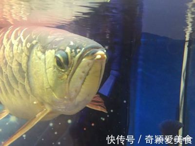 巴西亞和龍魚（巴西亞魚和龍魚可以一起養(yǎng)嗎）