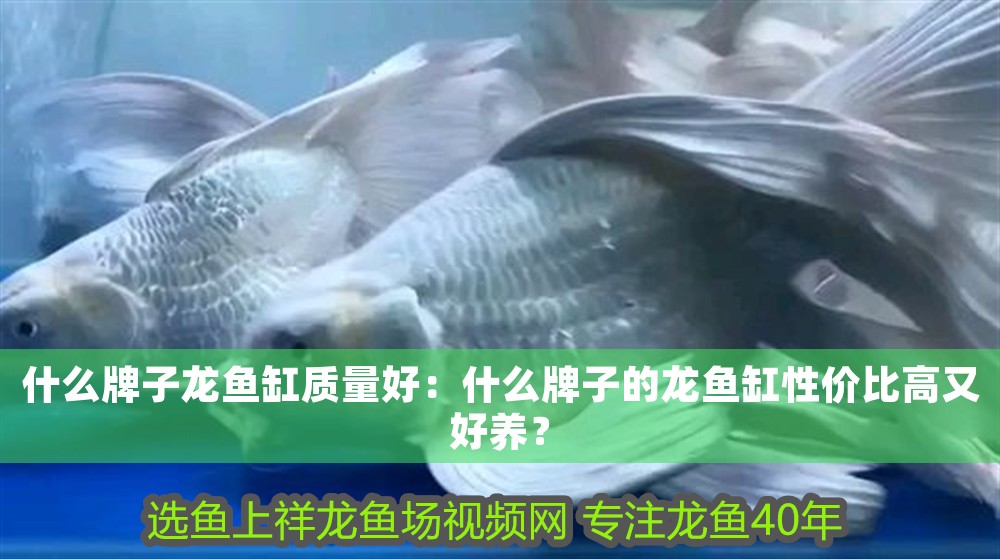 什么牌子龍魚缸質(zhì)量好：什么牌子的龍魚缸性價比高又好養(yǎng)？