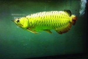 金龍魚吃框：關于金龍魚鱗片吃框是否從尾部慢慢吃過完