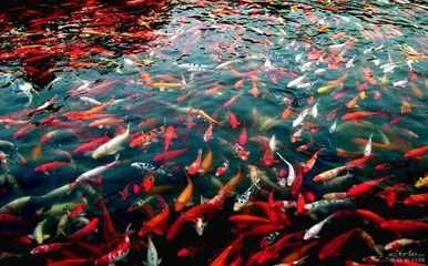 喂龍魚吃的小紅魚怎么養殖的：養殖小紅魚時需要考慮飼養容器的大小來決定養殖密度
