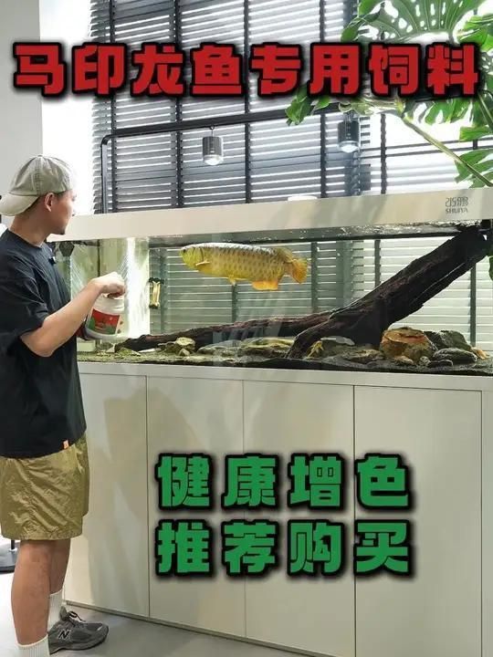 龍魚飼料對發(fā)色的作用