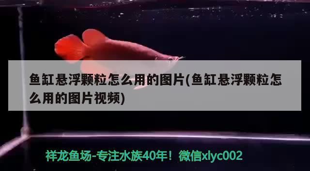 魚缸懸浮顆粒怎么用的圖片(魚缸懸浮顆粒怎么用的圖片視頻)