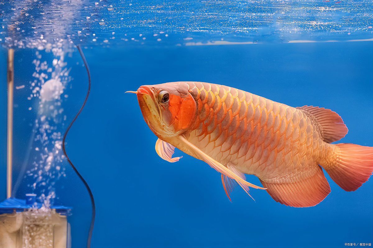 哪些食物有助于龍魚鰓蓋恢復？