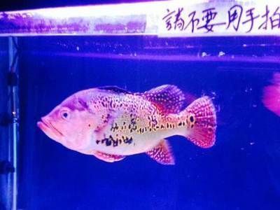 哈爾濱金龍魚代理電話：哈爾濱金龍魚代理