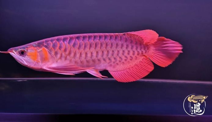 龍魚吃咸蝦會死嗎：喂食咸蝦可能會引起龍魚的腸炎，喂食咸蝦可能會導致死亡