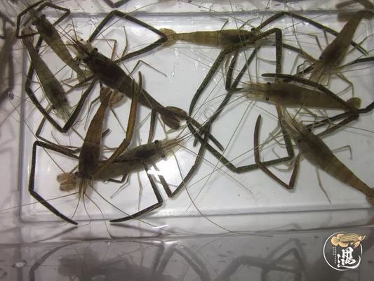 龍魚吃咸蝦會死嗎：喂食咸蝦可能會引起龍魚的腸炎，喂食咸蝦可能會導致死亡