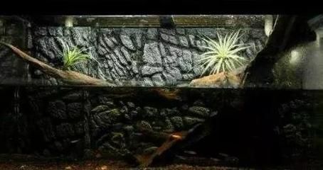 常德龍魚專賣店在哪里：探訪常德龍魚專賣店，水族愛好者的天堂