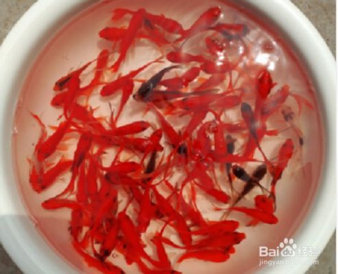魚缸最容易養活的淡水魚，如何養護孔雀魚提高壽命