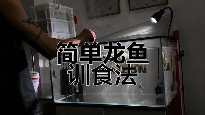 如何訓練黑鱗龍魚認主人？