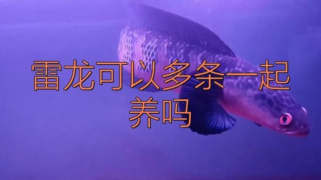 七彩雷龍魚(yú)和阿薩姆雷龍魚(yú)能混養(yǎng)嗎