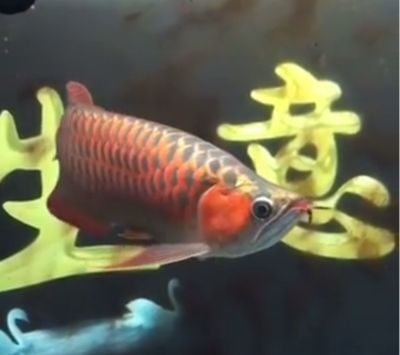 紅龍魚養(yǎng)多少條（紅龍魚的飼養(yǎng)指南）