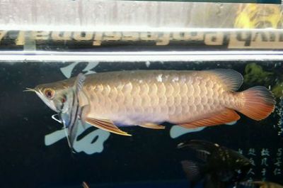 銀龍魚苗厭食癥的解決策略：如何判斷銀龍魚苗是否患病