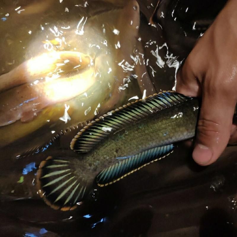 龍魚和雷龍魚哪個好釣些：龍魚和雷龍魚哪個更好釣