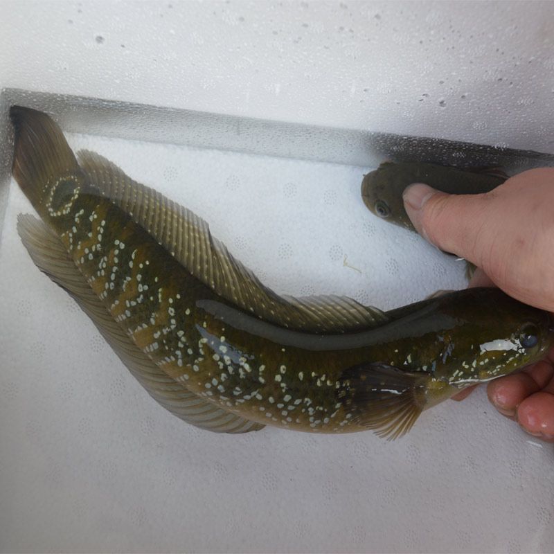 龍魚和雷龍魚哪個好釣些：龍魚和雷龍魚哪個更好釣