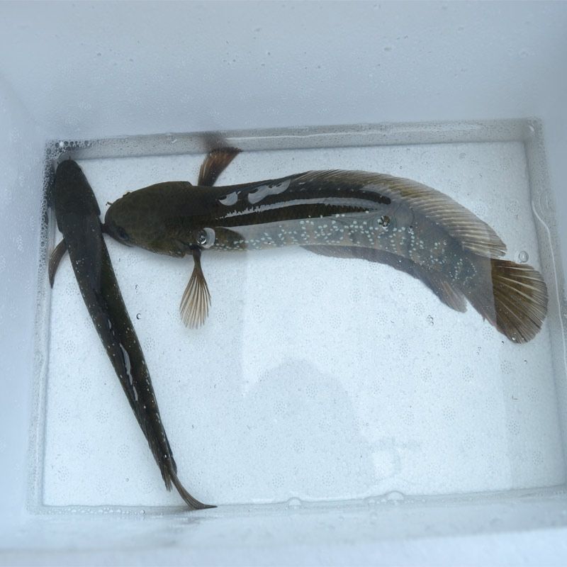 龍魚和雷龍魚哪個好釣些：龍魚和雷龍魚哪個更好釣