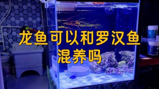 金龍魚和羅漢魚可以混養(yǎng)嗎