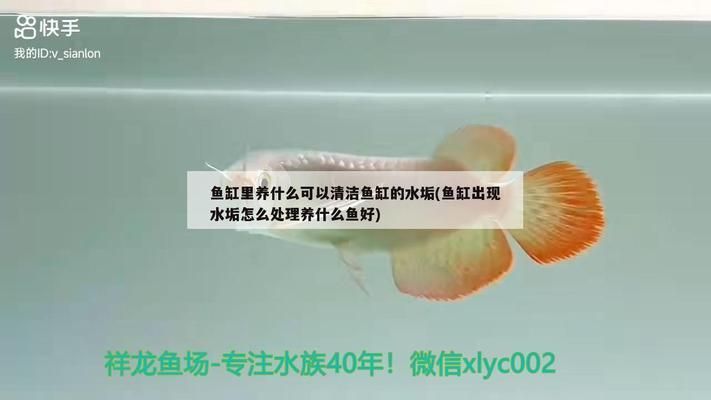 龍魚(yú)魚(yú)缸過(guò)濾：如何選擇適合龍魚(yú)的濾材，龍魚(yú)缸水質(zhì)維護(hù)技巧
