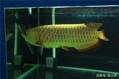 馬來西亞七彩龍魚：馬來西亞七彩龍魚是一種非常受歡迎的觀賞魚