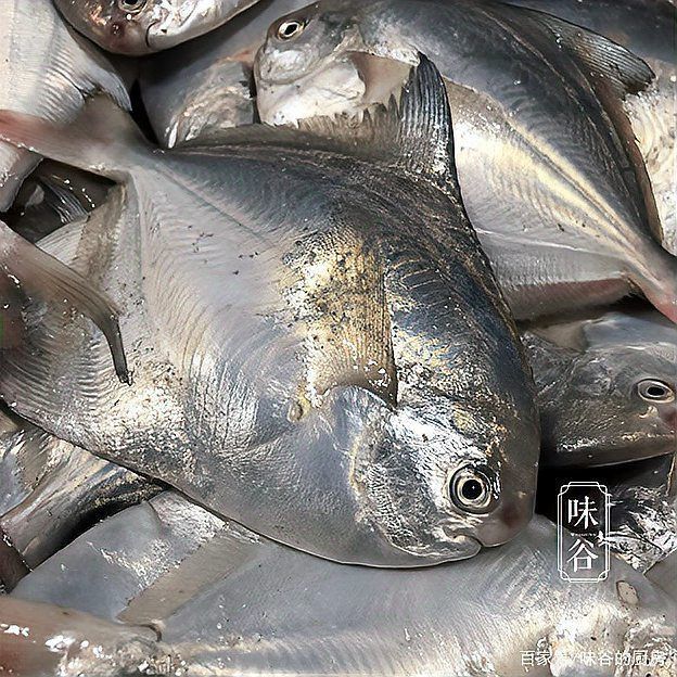 金鼓魚小孩子能吃嗎