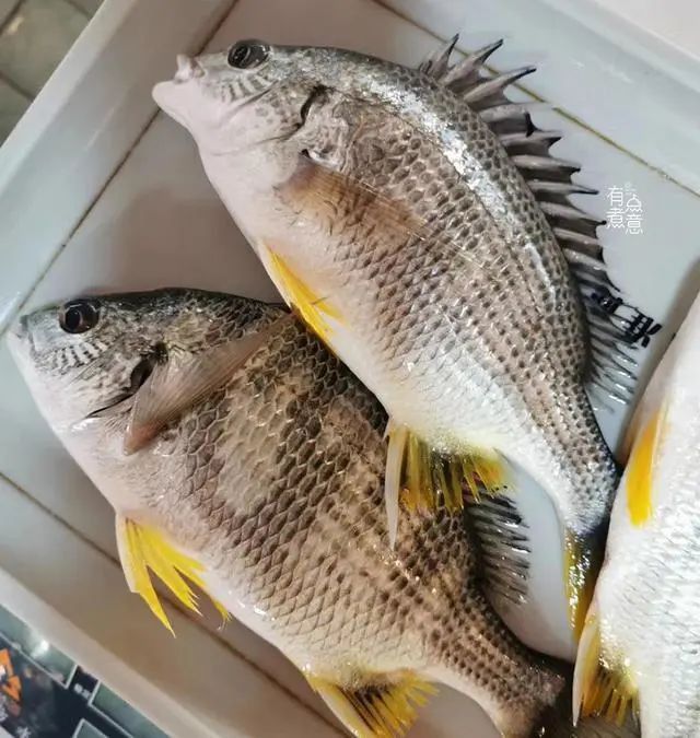 金鼓魚小孩子能吃嗎