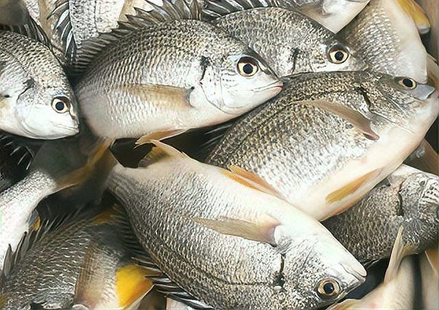 金鼓魚小孩子能吃嗎