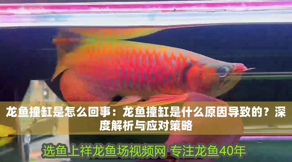 龍魚撞缸是怎么回事：龍魚撞缸是什么原因導致的？深度解析與應對策略