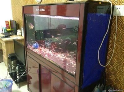 龍魚會不會跳缸死了：如何預(yù)防龍魚跳缸