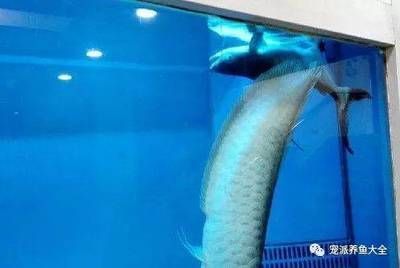 龍魚會不會跳缸死了：如何預防龍魚跳缸