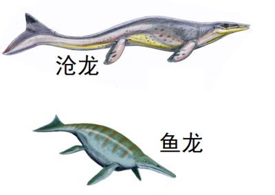 魚龍是什么動物？它是什么動物？：魚龍是一種已經滅絕的海棲爬行動物魚龍是什么動物