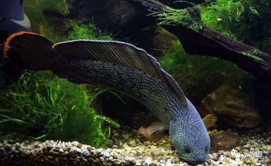 巴卡雷龍需要多大的魚缸才能養(yǎng)：關于巴卡雷龍的一些詳細信息