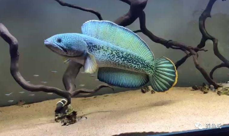 巴卡雷龍需要多大的魚缸才能養(yǎng)：關于巴卡雷龍的一些詳細信息