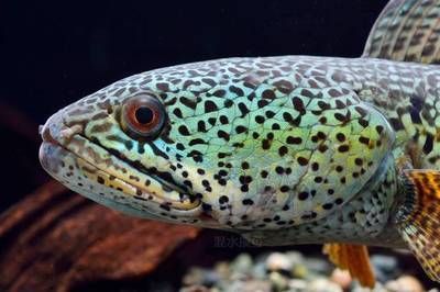 巴卡雷龍需要多大的魚缸才能養(yǎng)：關于巴卡雷龍的一些詳細信息