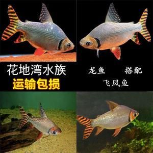 龍魚怎么搭配魚餌（如何為龍魚搭配合適的魚餌）