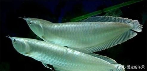 龍魚怎么搭配魚餌（如何為龍魚搭配合適的魚餌）