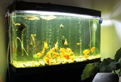 家里養金龍魚有什么講究嗎（養金龍魚有什么風水講究金龍魚的養殖技巧有哪些）