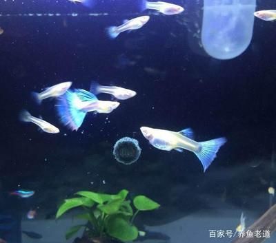 上過濾的魚缸能養龍魚嗎（上過濾魚缸可以養龍魚嗎）