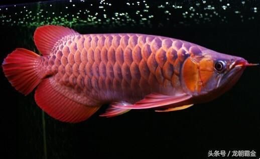 什么龍魚最貴最好養，2024年世界上最貴的金龍魚品種