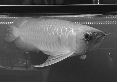 哪里長春哪里批發那個紅龍魚（在長春，如果你想批發紅龍魚）