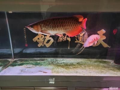 哪里長春哪里批發那個紅龍魚（在長春，如果你想批發紅龍魚）