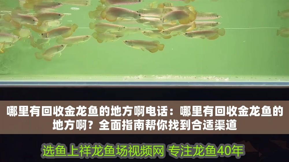 哪里有回收金龍魚的地方啊電話：哪里有回收金龍魚的地方?。咳嬷改蠋湍阏业胶线m渠道