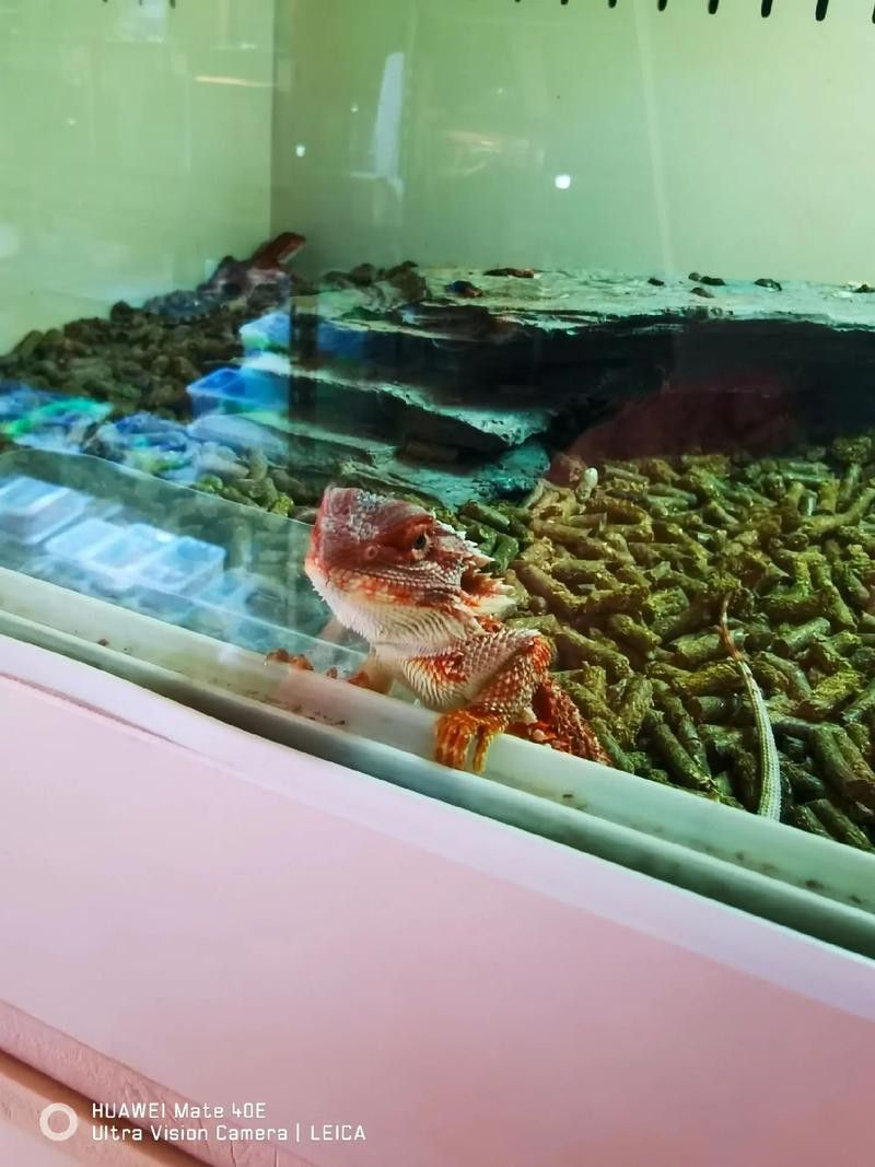 天津哪里賣龍魚比較好的店