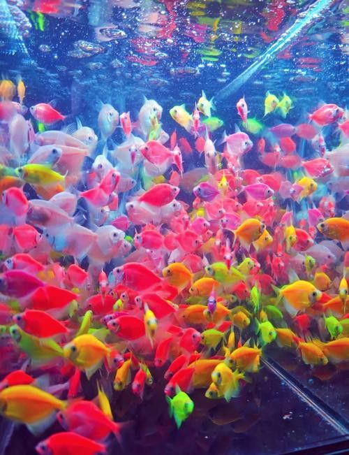 天津哪里賣龍魚比較好的店