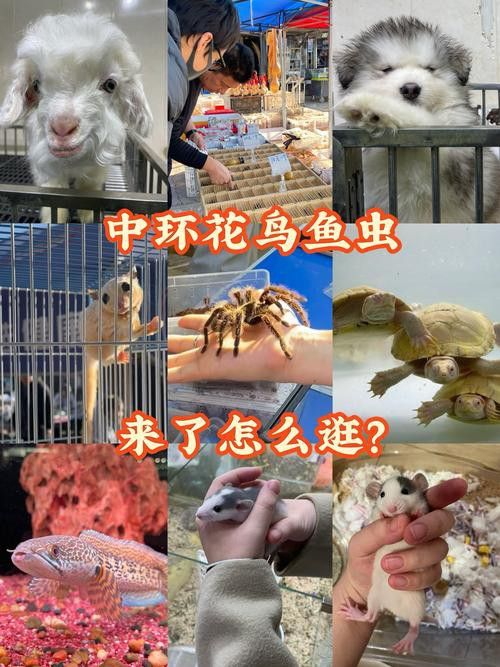天津哪里賣龍魚比較好的店