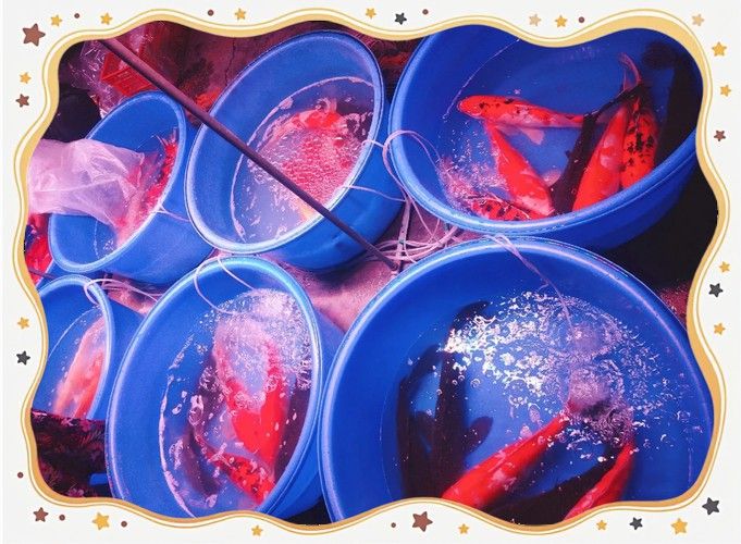 天津哪里賣龍魚比較好的店