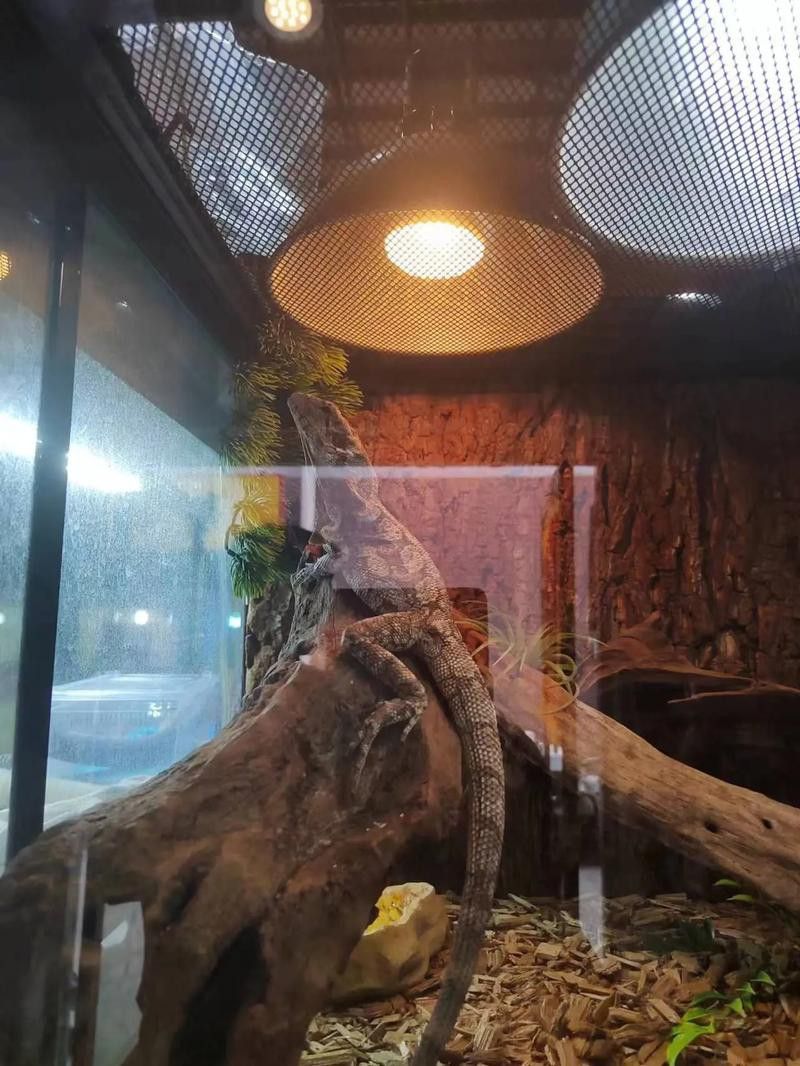 天津哪里賣龍魚比較好的店