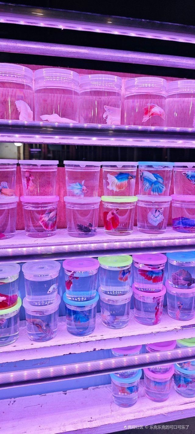天津哪里賣龍魚比較好的店