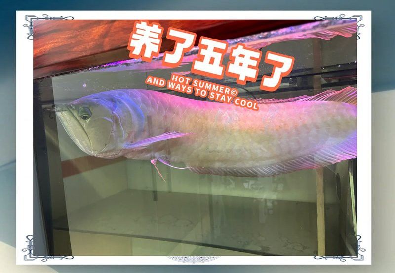 銀龍魚需要多大的活動空間？