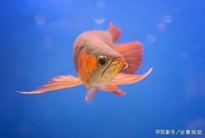 龍魚可以吃面包蟲嗎：龍魚可以吃面包蟲嗎，龍魚吃面包蟲的注意事項