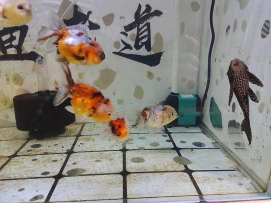 龍魚的水質ph值正常是多少：關于龍魚的一些問題